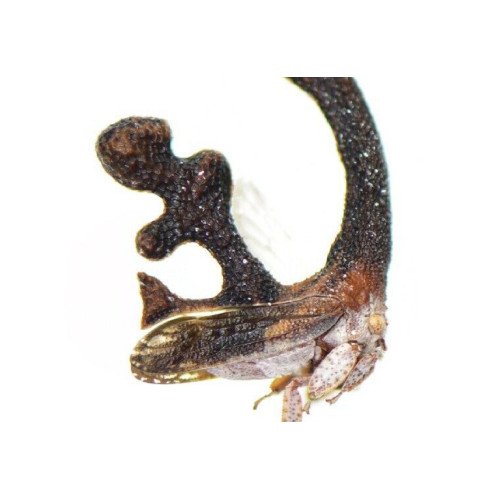 Membracidae