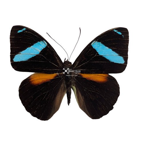 Male