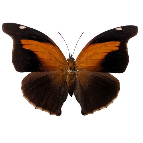 Female