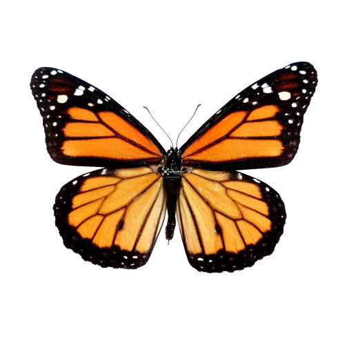 Male