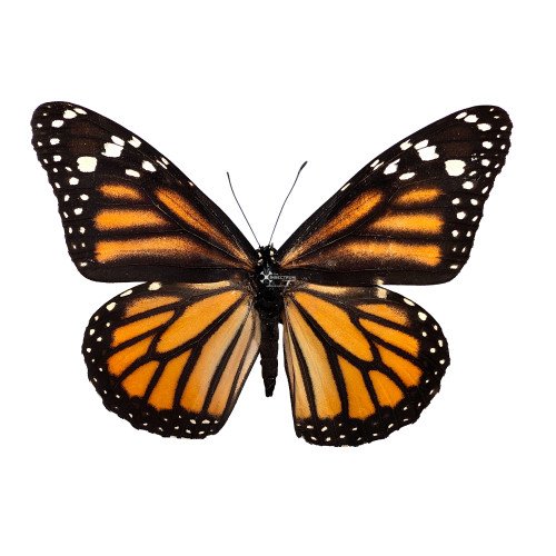 Female (+£1.00)