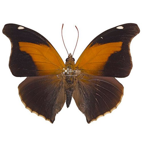 Male (-£1.00)