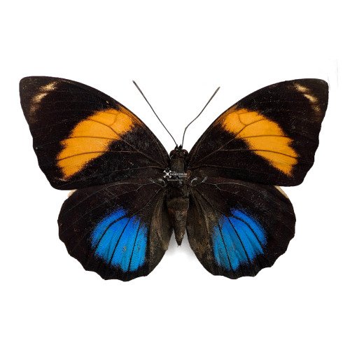 AGRIAS AMYDON OAXACATA The Oaxacan Agrias