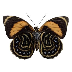 The Oaxacan Agrias