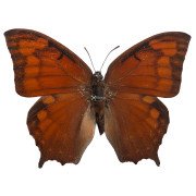 The tropical leafwing