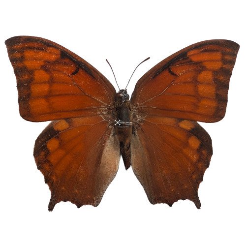 ANAEA AIDEA The tropical leafwing