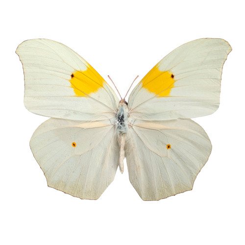 ANTEOS CLORINDE white angled-sulphur butterfly