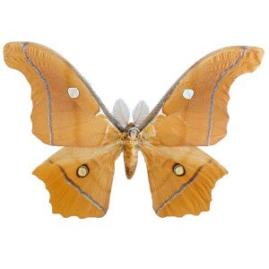 ANTHERAEA GODMANI