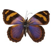 The Crinkled Banner butterfly