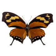 The Tiger Leafwing