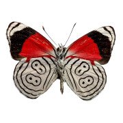 Anna's Eighty-eight butterfly