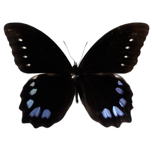 DRUCINA ZACARIASI The high mountain butterfly