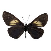 The Mexican Social Butterfly