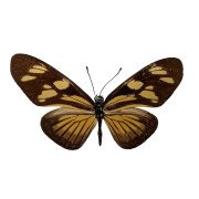 The Vibilia Longwing