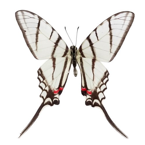 The Mexican kite swallowtail