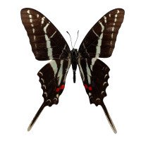 EURYTIDES PHILOLAUS