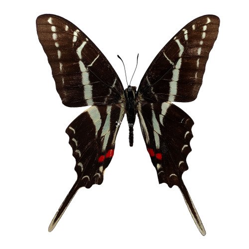 The Dark Zebra Swallowtail