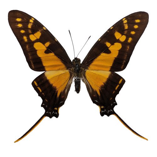 EURYTIDES THYASTES MARCHANDII Marchand's Kite Swallowtail