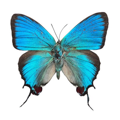 EVENUS REGALIS Regal Hairstreak