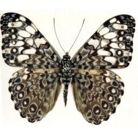 HAMADRYAS FERONIA FARINULENTA