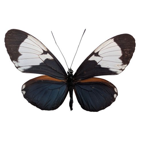 HELICONIUS CYDNO GALANTHUS the white-patched longwing butterfly