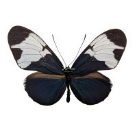 HELICONIUS SAPHO LEUCE