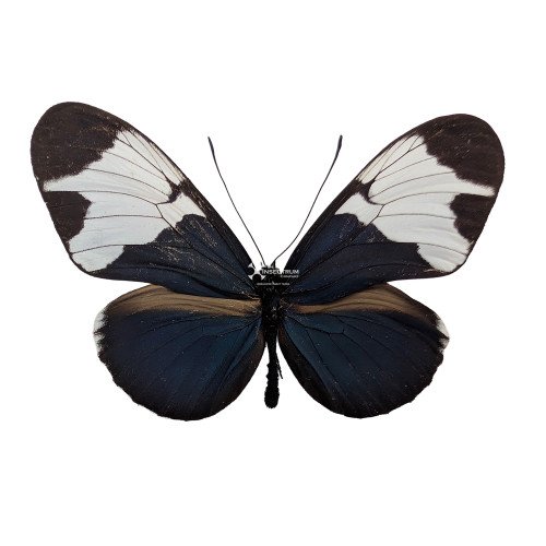 HELICONIUS SAPHO LEUCE Sapho Longwing butterfly