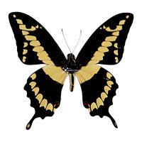 HERACLIDES CRESPHONTES