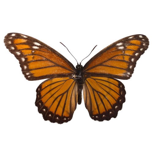 LIMENITIS ARCHIPPUS HOFFMANNI The Viceroy Butterfly