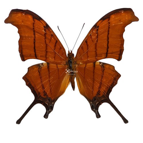 MARPESIA PETREUS Ruddy Daggerwing butterfly