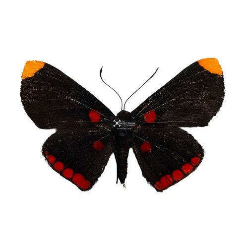 The red-bordered pixie