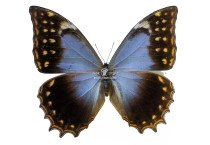 MORPHO THESEUS SCHWEITZERI