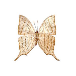 The pale daggerwing
