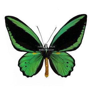 ORNITHOPTERA PRIAMUS PRIAMUS