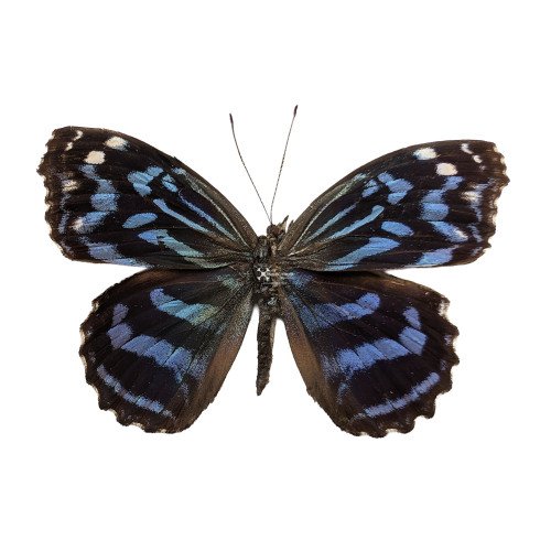 MYSCELIA ETHUSA CYANECULA The Mexican bluewing
