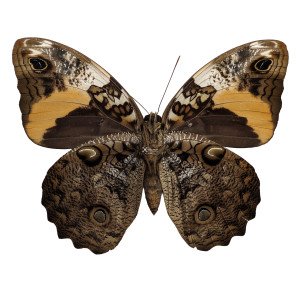 The Mexican Cassia Butterfly
