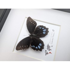 The high mountain butterfly