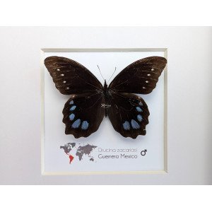 The high mountain butterfly