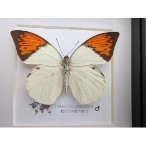 HEBOMOIA GLAUCIPPE