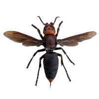 VESPA-MANDARINIA- QUEEN