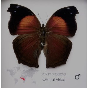 Lilac Mother-of-Pearl butterfly