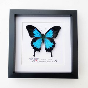 PAPILIO ULYSSES