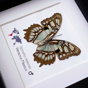Malachite butterfly