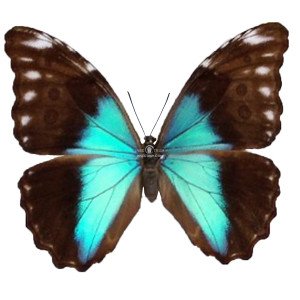 MORPHO ABSOLONI FEMALE 