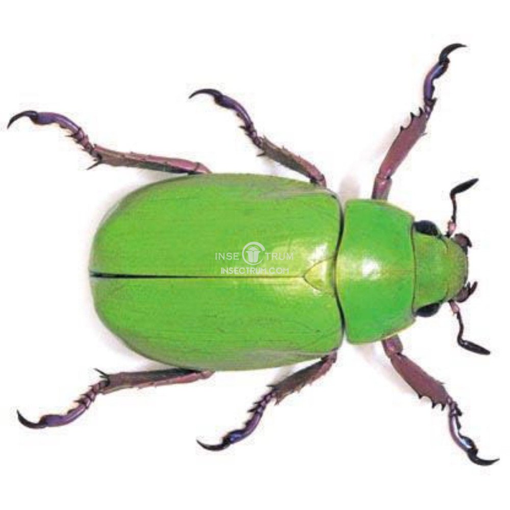 Insectrum - Chrysina Beyeri