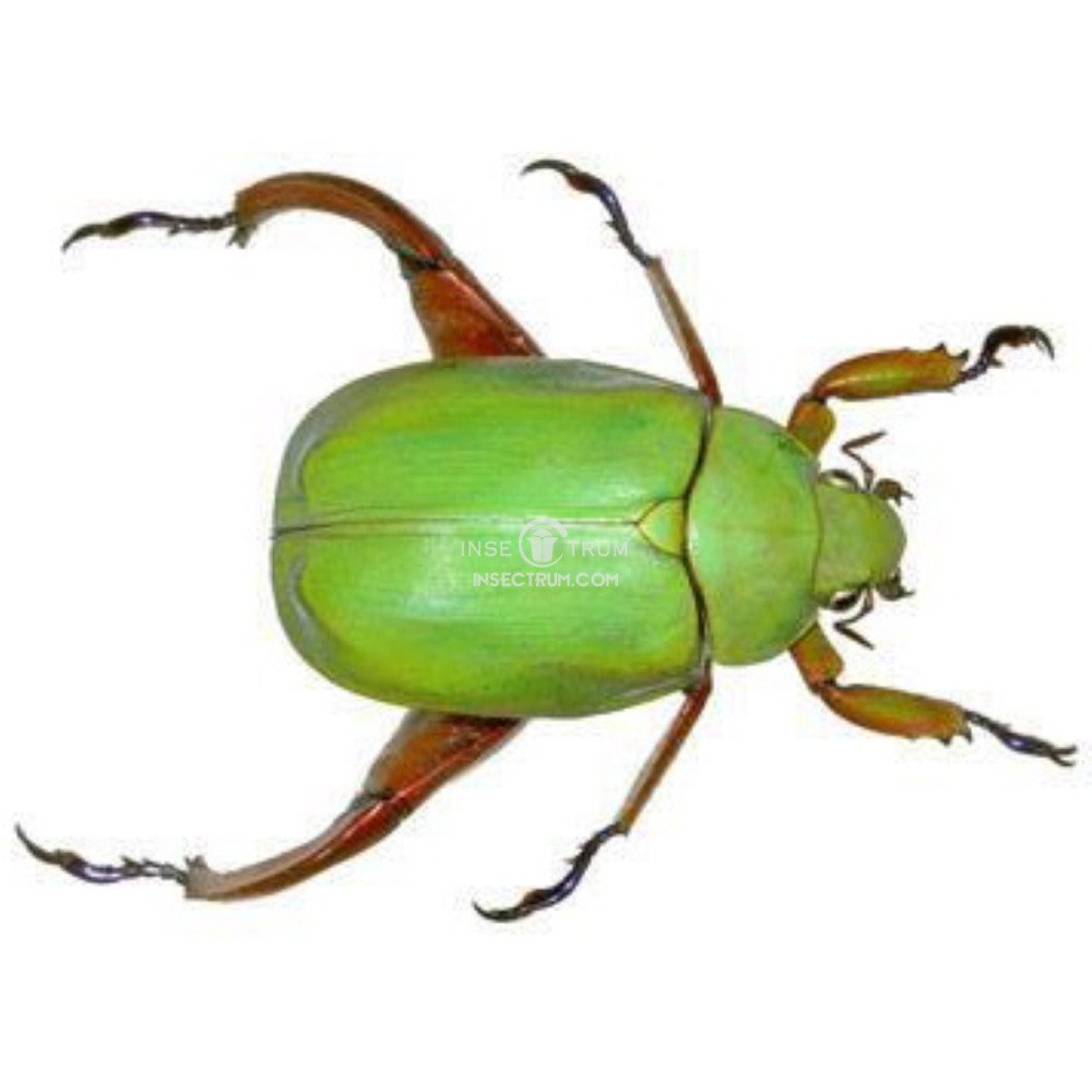 Insectrum - CHRYSINA MACROPUS