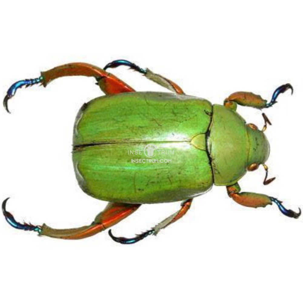 Insectrum - CHRYSINA TRIUMPHALIS