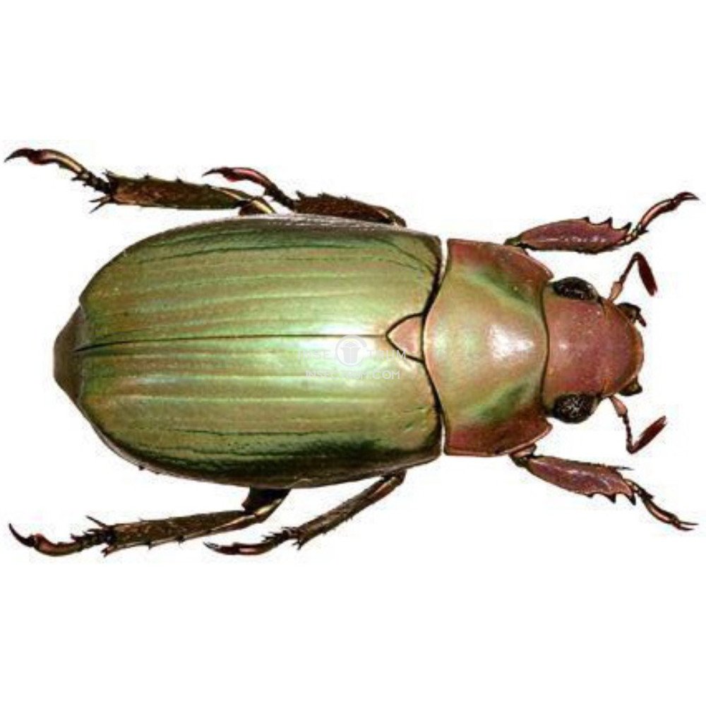 Insectrum - CHRYSINA TURCKHEIMI