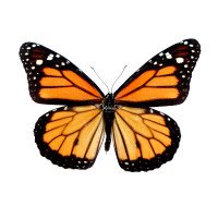 DANAUS PLEXIPPUS