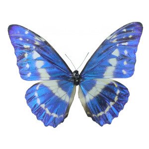 MORPHO CYPRIS